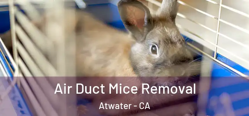  Air Duct Mice Removal Atwater - CA